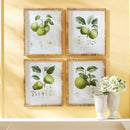 NAPA Home & Garden, FRUIT STUDY, SET OF 4,N2NH00