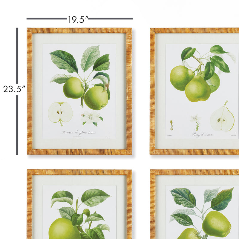 NAPA Home & Garden, FRUIT STUDY, SET OF 4,N2NH00