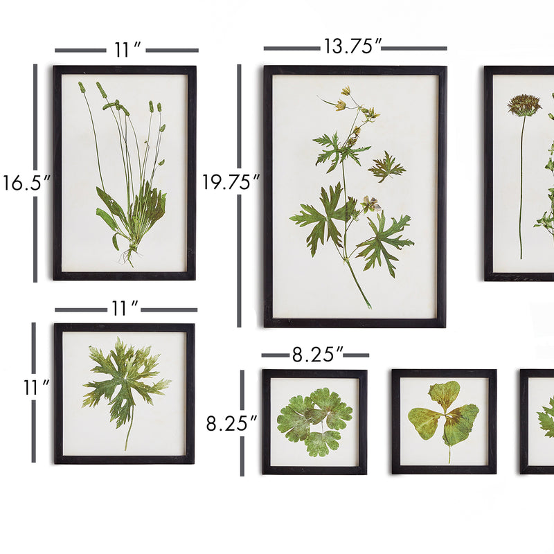 NAPA Home & Garden, FOLIAGE PRINTS, SET OF 9,N2NH08