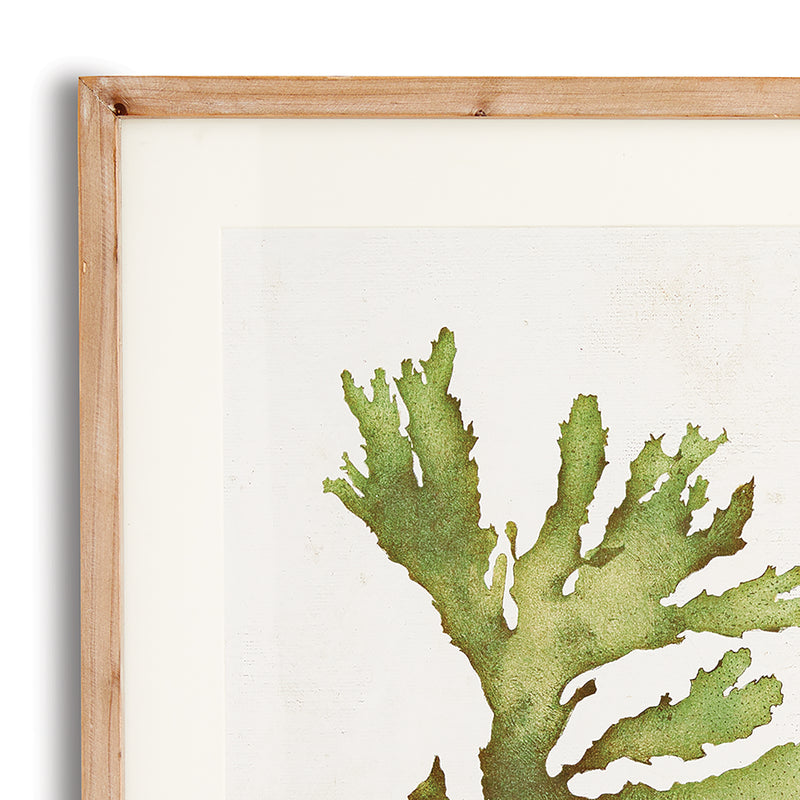 NAPA Home & Garden, KELP PRINTS, SET OF 6,N2NH09