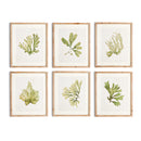 NAPA Home & Garden, KELP PRINTS, SET OF 6,N2NH09
