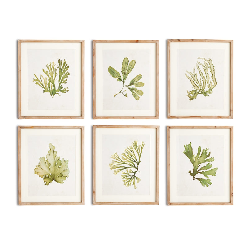 Napa Home Garden, KELP PRINTS ,SET OF 6,n2nh09