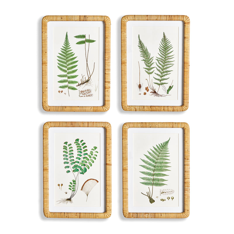 NAPA Home & Garden, FOREST FERN PRINTS, SET OF 4,N2NH15