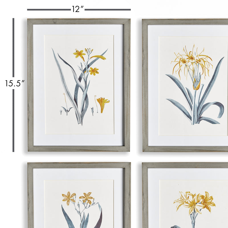 NAPA Home & Garden, DAFFODIL PRINTS, SET OF 4,N2NH19