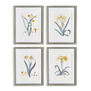 NAPA Home & Garden, DAFFODIL PRINTS, SET OF 4,N2NH19