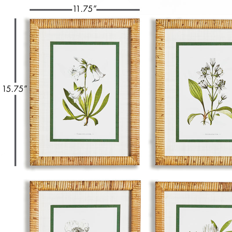 NAPA Home & Garden, WHITE FLORAL STUDY, SET OF 4,N2NH20