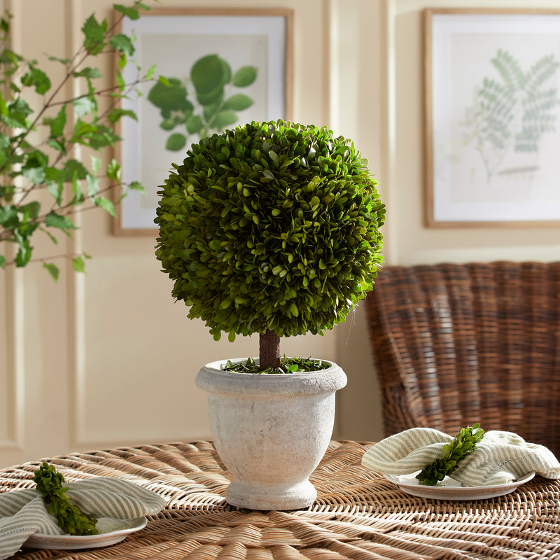 NAPA Home & Garden, BOXWOOD SINGLE 11" BALL TOPIARY IN POT,N2PG02