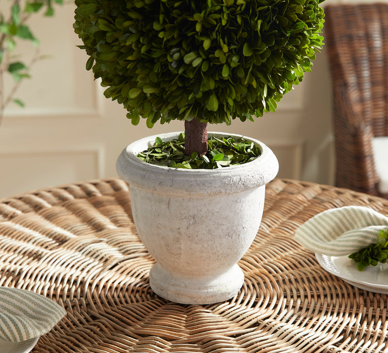 NAPA Home & Garden, BOXWOOD SINGLE 11" BALL TOPIARY IN POT,N2PG02