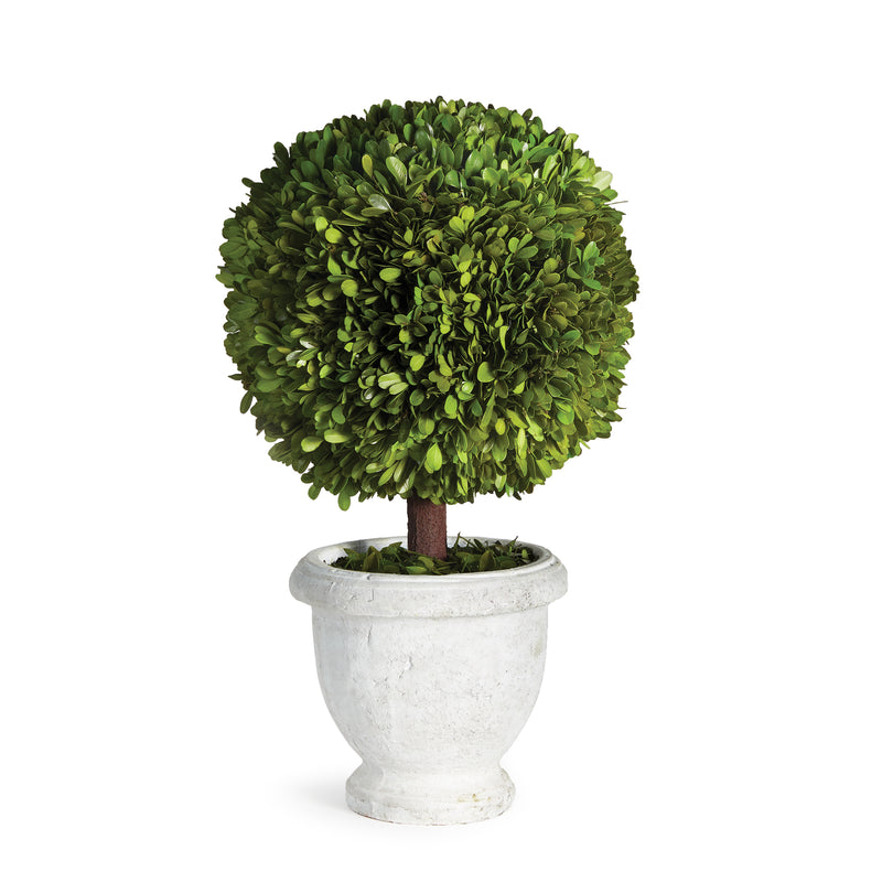 NAPA Home & Garden, BOXWOOD SINGLE 11" BALL TOPIARY IN POT,N2PG02