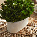 NAPA Home & Garden, BOXWOOD BUSH IN OVAL POT,N2PG03