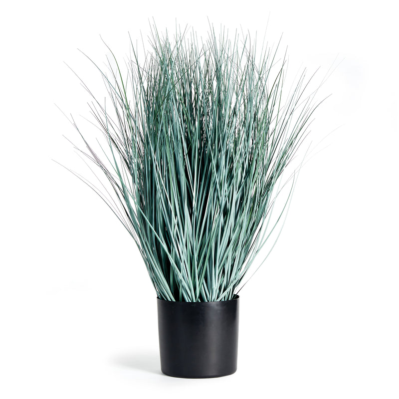 NAPA Home & Garden, BLUE OAT GRASS DROP-IN 32",N2TP02