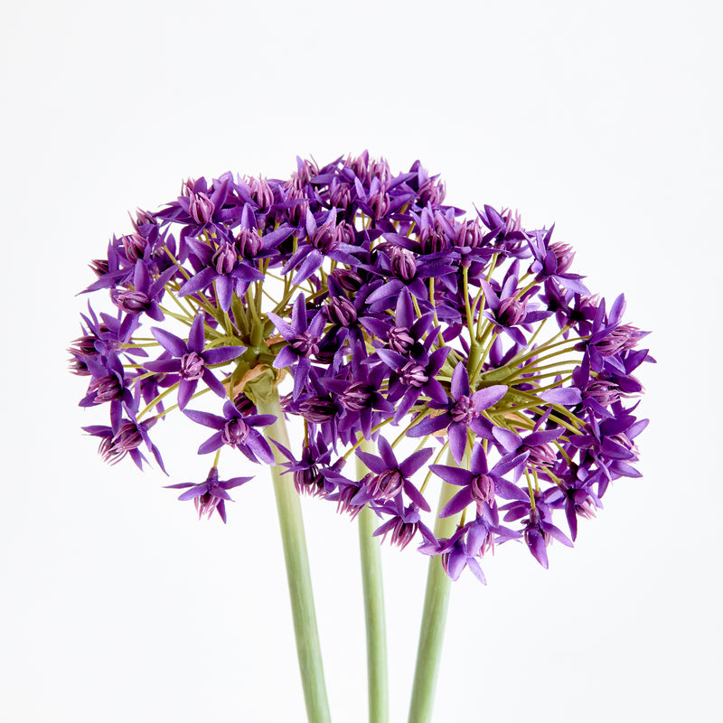 NAPA Home & Garden, ALLIUM STEMS 19", BUNDLE OF 3,N3CC22PRD