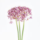 NAPA Home & Garden, Allium Stems, Bundle of 3