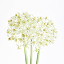 NAPA Home & Garden, Allium Stems, Bundle of 3