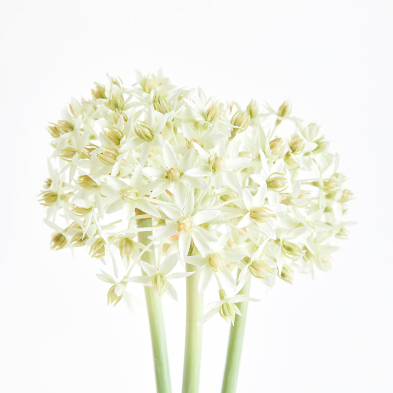 NAPA Home & Garden, ALLIUM STEMS 19", BUNDLE OF 3,N3CC22WH