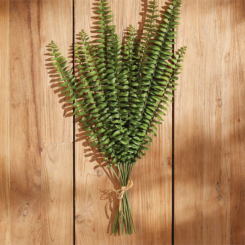 Napa Home Garden, BOSTON FERN STEMS BUNDLE/12,n3cc23