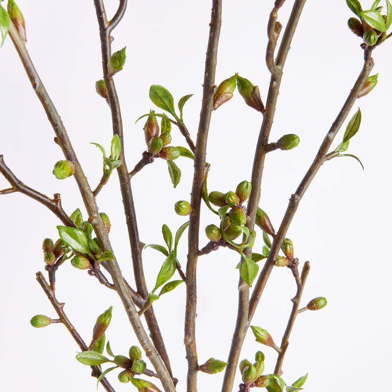 NAPA Home & Garden, BUDDING BRANCHES 42", BUNDLE OF 2,N3CC25