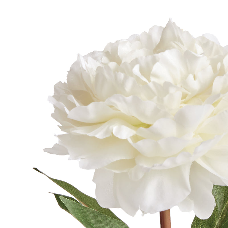 NAPA Home & Garden, MINI PEONY POTTED 6.5" CREAM,N3GP11CR