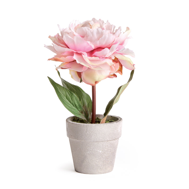 NAPA Home & Garden, MINI PEONY POTTED 6.5" LIGHT PINK,N3GP11PKL