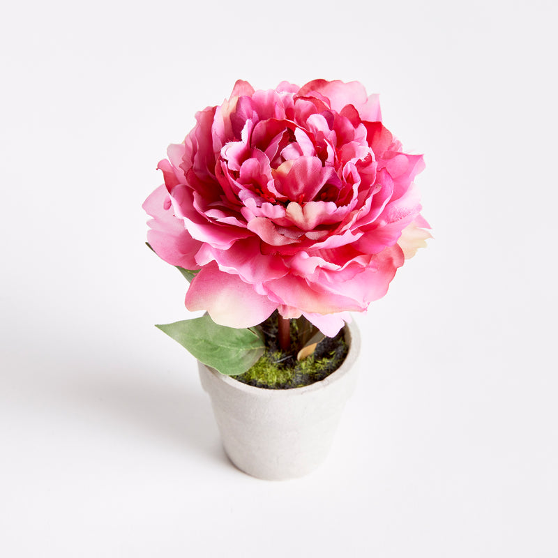 NAPA Home & Garden, MINI PEONY POTTED 6.5" PINK,N3GP11PK