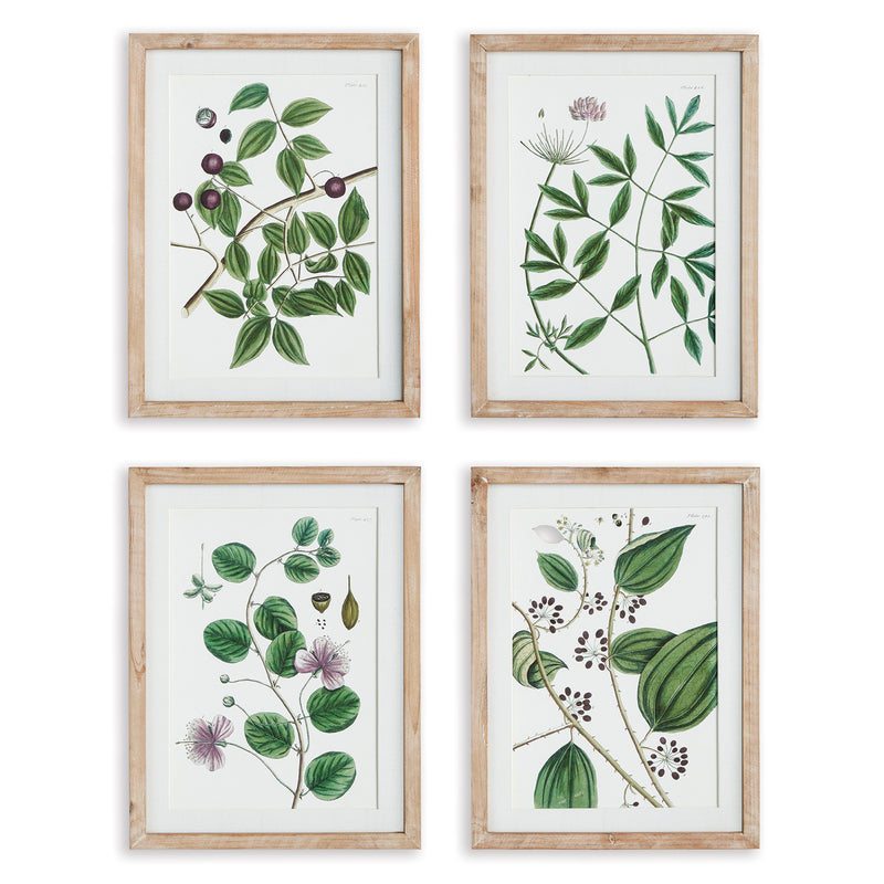 NAPA Home & Garden, VERDANT BRANCH PRINTS, SET OF 4,N3NH26