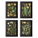NAPA Home & Garden, GOLDEN BOTANICAL STUDY, SET OF 4,N3NH34