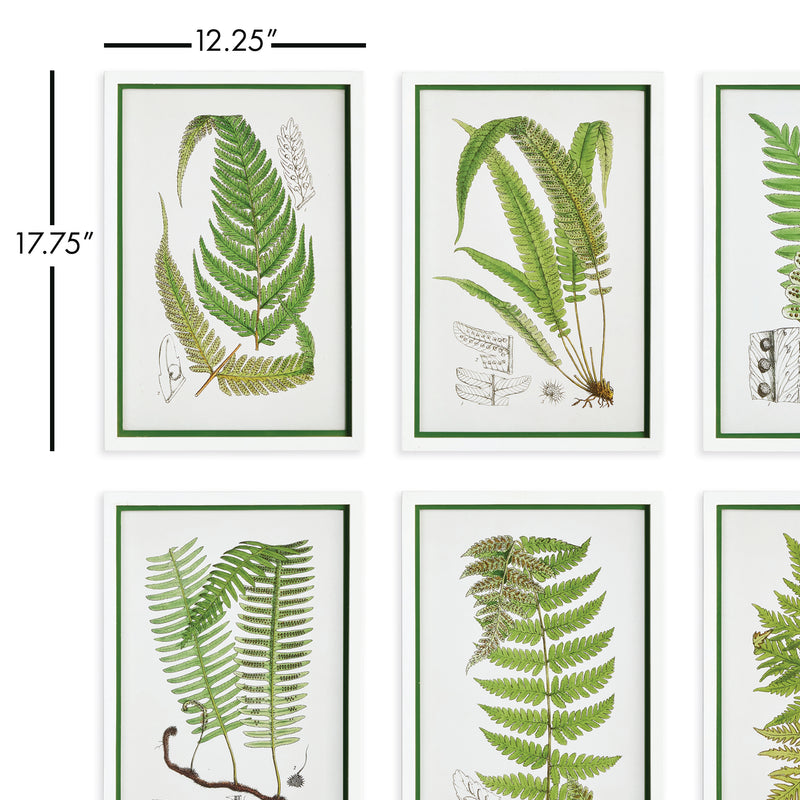 NAPA Home & Garden, LAYERED FERN PRINTS, SET OF 6,N3NH38