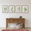 NAPA Home & Garden, STRUCTURAL FERN STUDY, SET OF 4,N3NH41