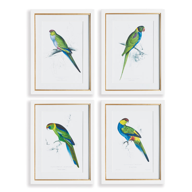 NAPA Home & Garden, COLORFUL PARROT PRINTS, SET OF 4,N3NH45