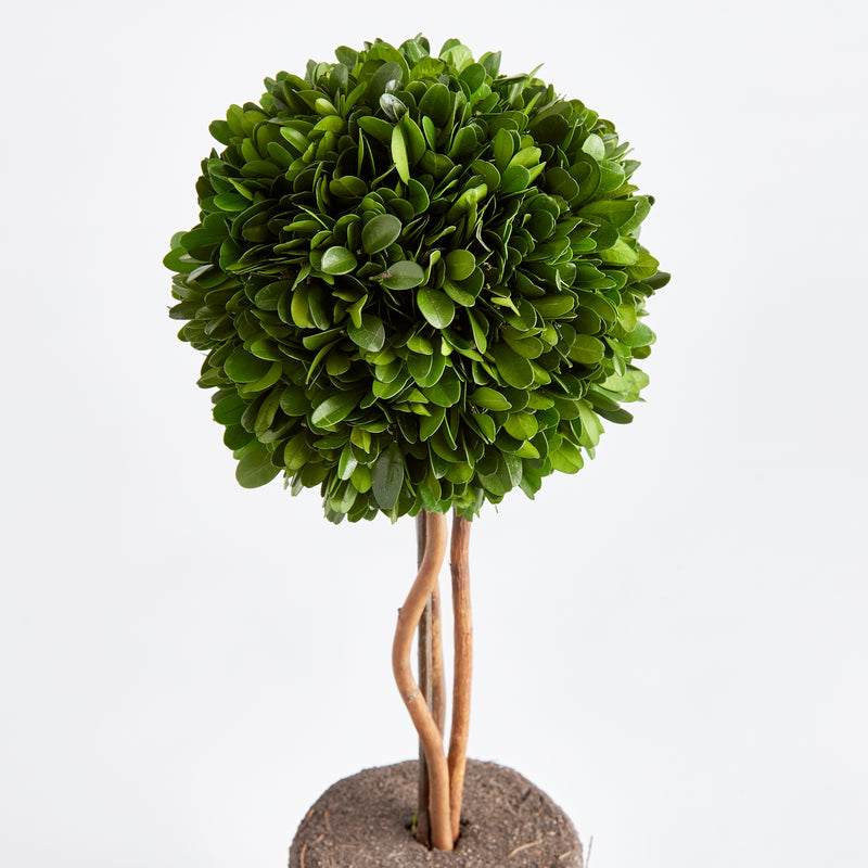 NAPA Home & Garden, BOXWOOD SINGLE SPHERE TOPIARY DROP-IN 16",N3PG02