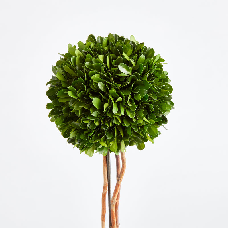 NAPA Home & Garden, BOXWOOD SINGLE SPHERE TOPIARY DROP-IN 24",N3PG03