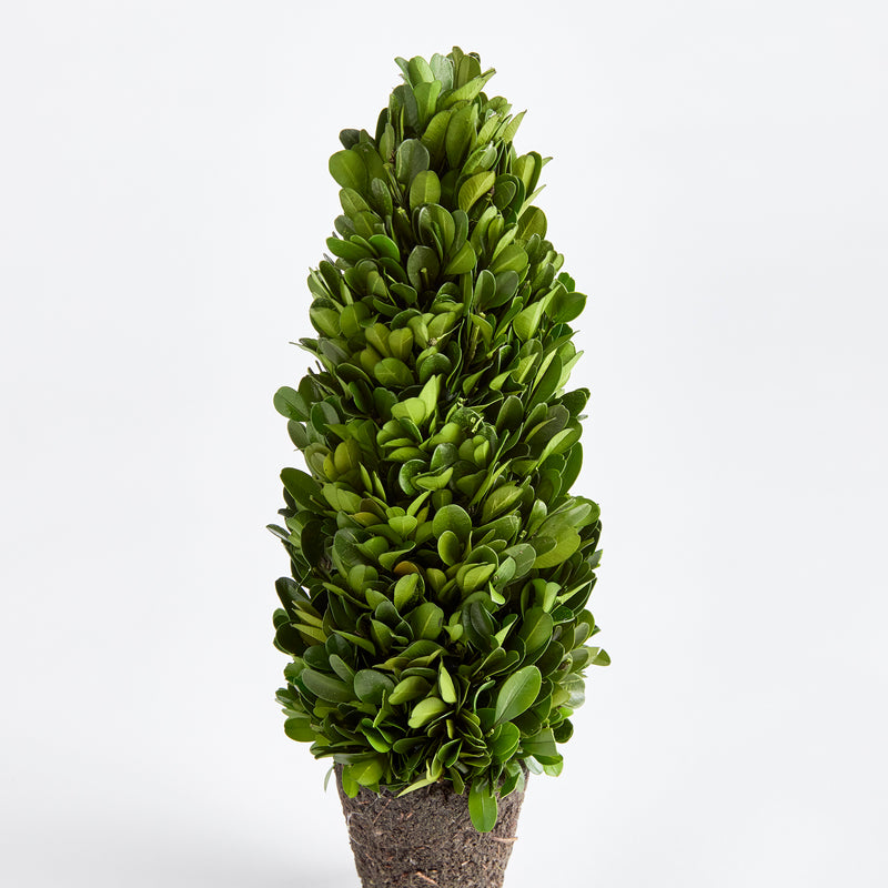 NAPA Home & Garden, BOXWOOD CONE TOPIARY DROP-IN 12",N3PG05