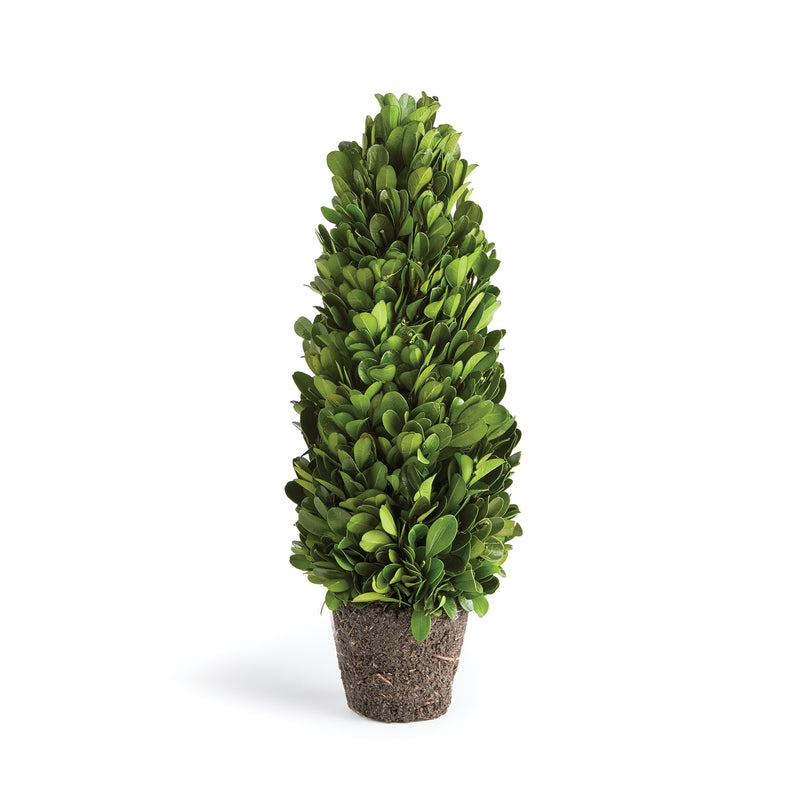 NAPA Home & Garden, BOXWOOD CONE TOPIARY DROP-IN 12",N3PG05