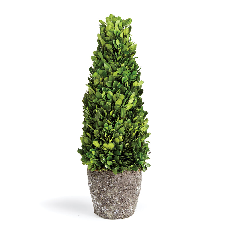 NAPA Home & Garden, BOXWOOD CONE TOPIARY DROP-IN 16",N3PG06