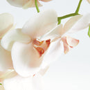 "NAPA Home & Garden, PHALAENOPSIS ORCHID DROP-IN COLLECTION"