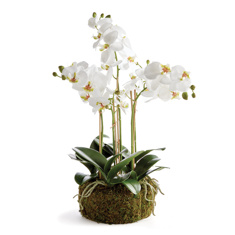 NAPA Home & Garden, PHALAENOPSIS ORCHID BOWL DROP-IN 20",N4CC01WH