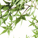 MAPLE SPRAY 71"