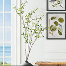 NAPA Home & Garden, PITTOSPORUM BRANCH 78",N4CC08