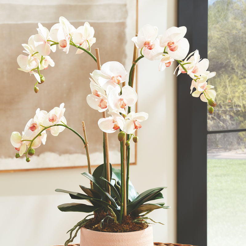 NAPA Home & Garden, PHALAENOPSIS ORCHID DROP-IN 30",N4CC1200PKL