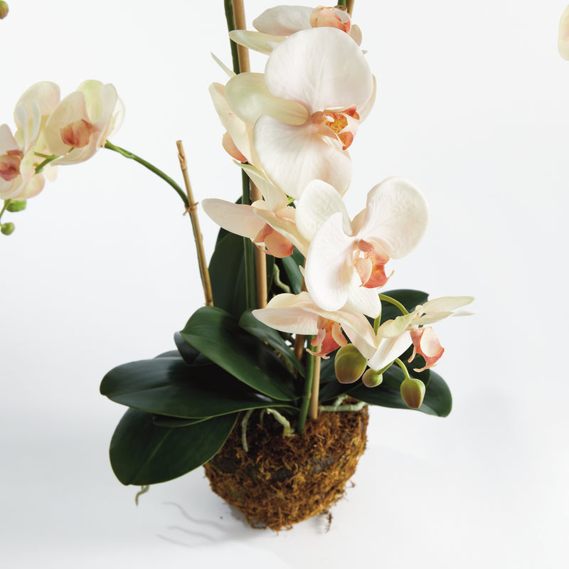 NAPA Home & Garden, PHALAENOPSIS ORCHID DROP-IN 30",N4CC1200PKL