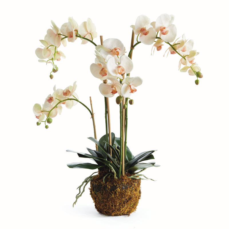 NAPA Home & Garden, PHALAENOPSIS ORCHID DROP-IN 30",N4CC1200PKL