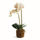 "NAPA Home & Garden, PHALAENOPSIS ORCHID DROP-IN COLLECTION"
