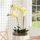 "NAPA Home & Garden, PHALAENOPSIS ORCHID DROP-IN COLLECTION"
