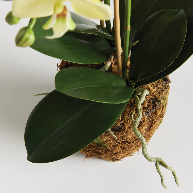 NAPA Home & Garden, PHALAENOPSIS ORCHID DROP-IN 23",N4CC1201YL