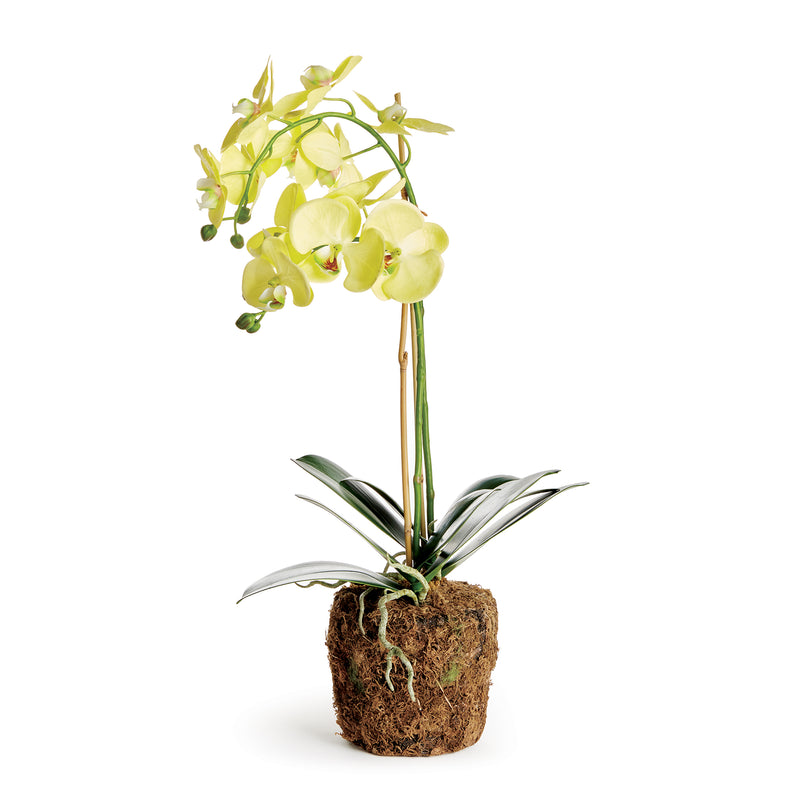 NAPA Home & Garden, PHALAENOPSIS ORCHID DROP-IN 23",N4CC1201YL