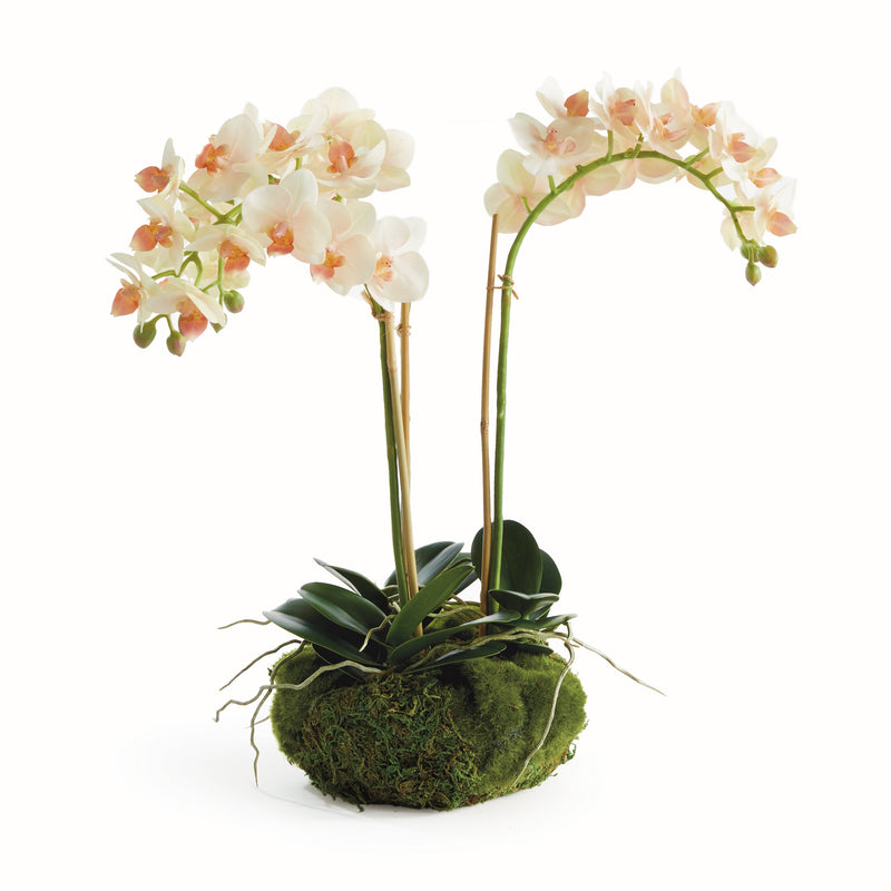 NAPA Home & Garden, PHALAENOPSIS 16" MINI GARDEN DROP-IN,N4CC129PKL