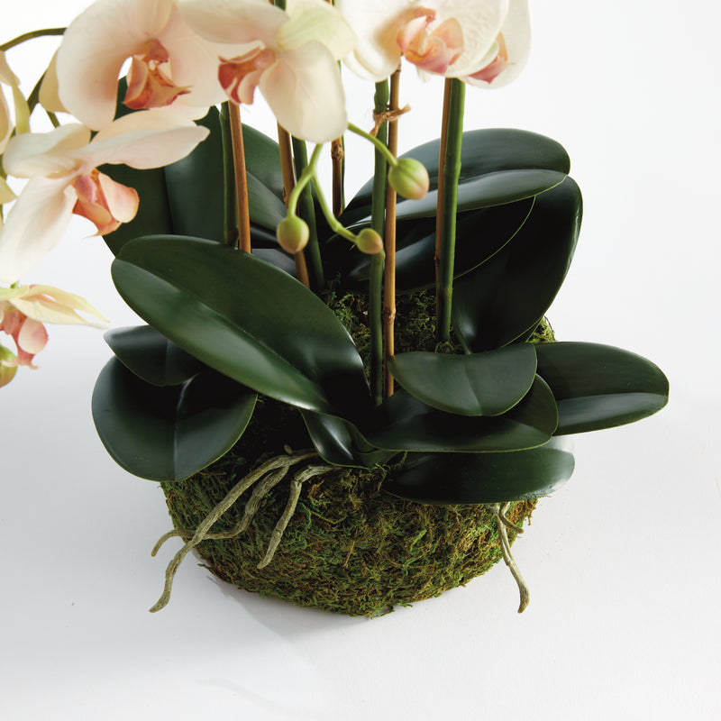 NAPA Home & Garden, PHALAENOPSIS ORCHID BOWL DROP-IN 18.5",N4CC12PKL