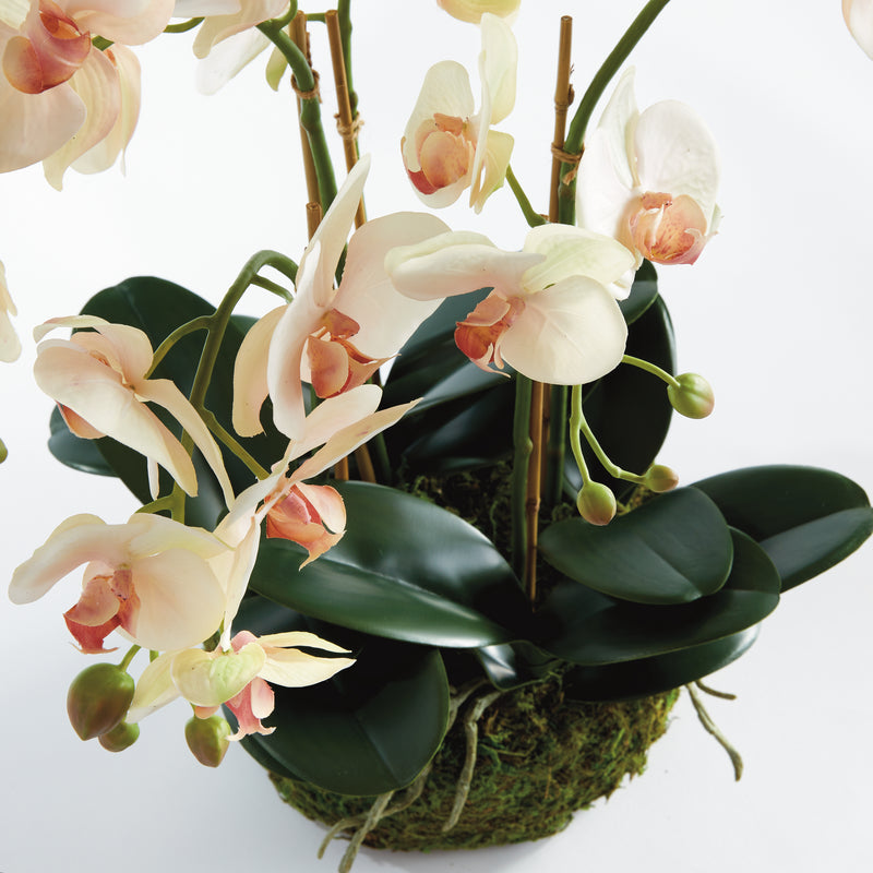 NAPA Home & Garden, PHALAENOPSIS ORCHID BOWL DROP-IN 18.5",N4CC12PKL