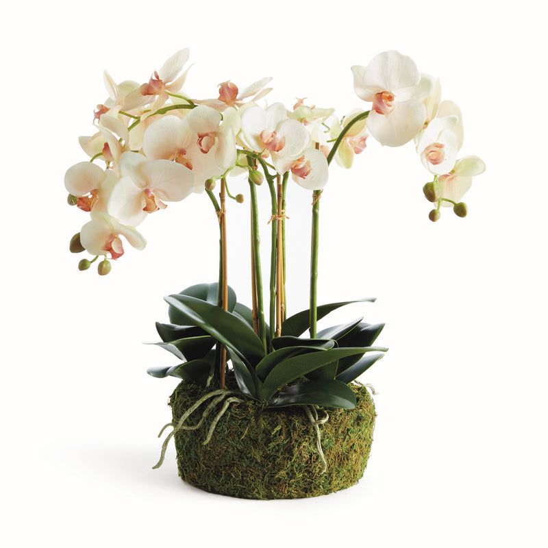 NAPA Home & Garden, PHALAENOPSIS ORCHID BOWL DROP-IN 18.5",N4CC12PKL