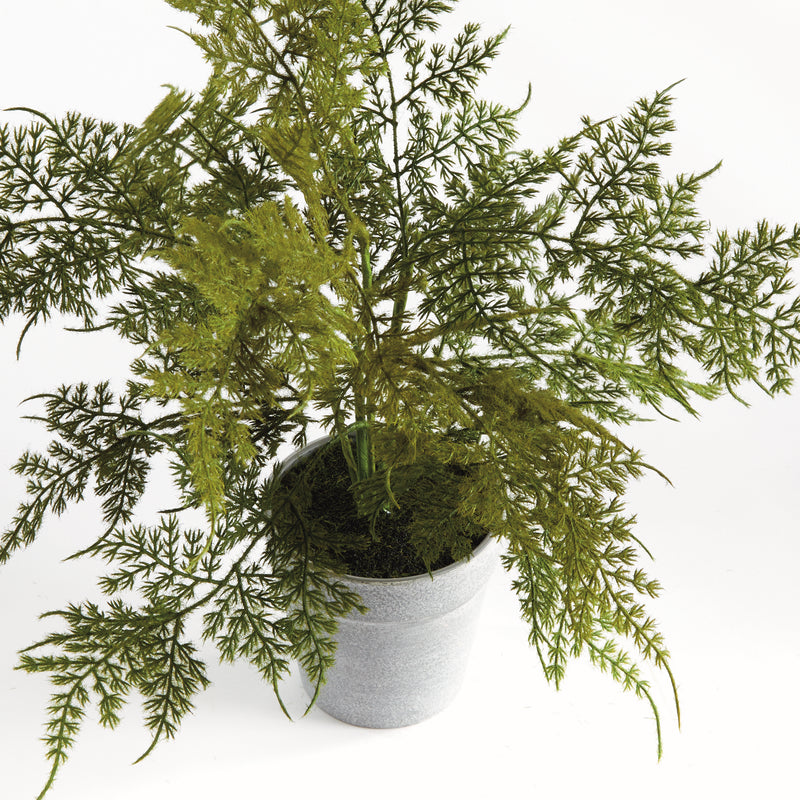 NAPA Home & Garden, PLUMOSA FERN DROP-IN 13",N4GP04